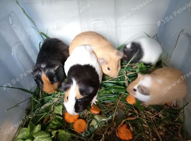 Guinea pigs looking for a home