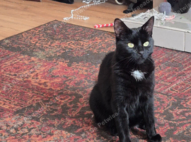 Perfect farm cat loves to hunt mice