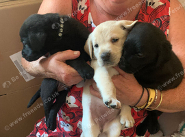 Pedigree lab puppies for sale