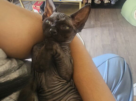 Beautiful Black Sphynx Kitten &ndash; ready