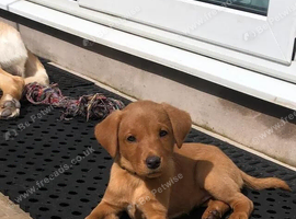LABRADOR PUPS *EXCELLENT PEDIGREES*