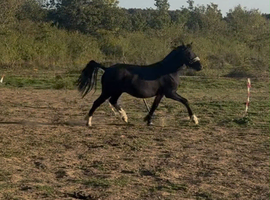 Registered Welsh C black gelding