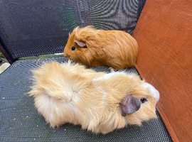 2x young male Guinea pigs
