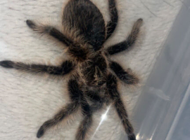 Curly hair tarantula