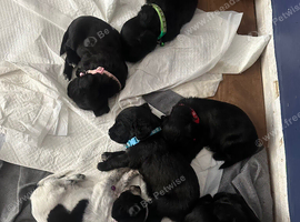 Beautiful cocker spaniel puppies