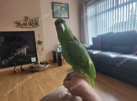 Yellow naped Amazon