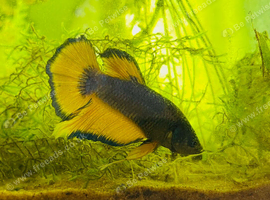 Mastard Gas Betta Male