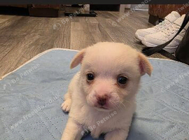 Pomchi