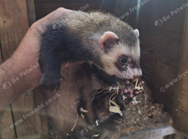 Working ferrets