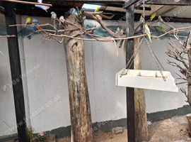 Surplus birds wanted for my 32 foot aviary. Lifetime Home given