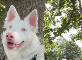 Loving Deaf collie cross looking for forever home