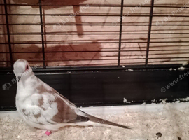 Diamond dove's