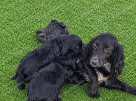 Cocker spaniel puppies