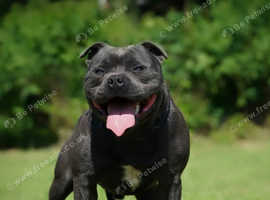 Prince- SOLID BLUE CHAMPION BRED