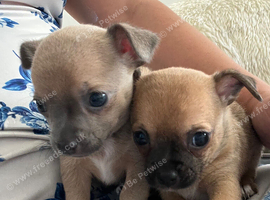 Chihuahua puppies
