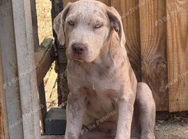 (URGENT) Male cane corso puppy for sale