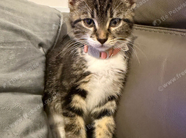 Female Tabby Kitten