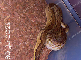 Blackhead enchi clown