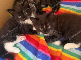 Ragdoll cross British long haired