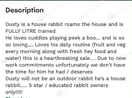 Rabbit looking for forever home