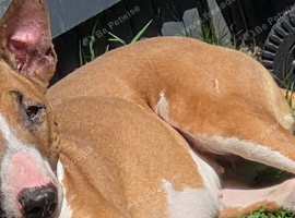 English bullterrier litter