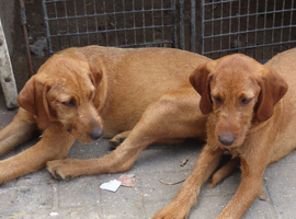3/4 BRED WIREHAIRED HUNGARIAN VIZSLAS ..