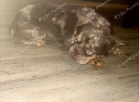 Female French bulldog