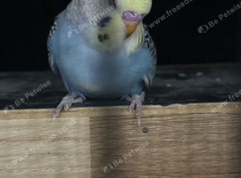 2 Baby Budgies Ready in 2 weeks time