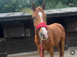 Thoroughbred mare for sale