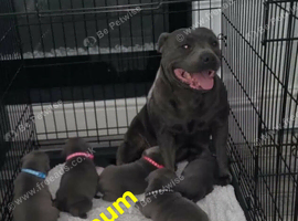 Kc Beautifull Blue Staff Puppies For Sale