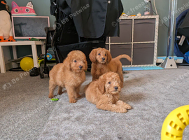 Stunning F2 labradoodles*3 left ready now*