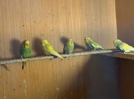 budgree pair