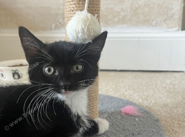 Female kitten 6 months old