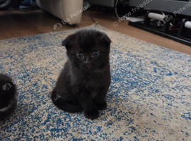Female kitten