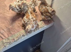 Milluflur pekin pullets