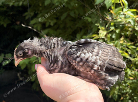 4 week old Unsexed Olive Eggers