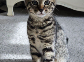 Beautiful Bengal kittens - ready now - only 2 left