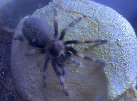 Mexican red knee
