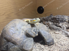 Berber Skink