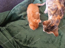 Litter of 5 beautiful playful kittens