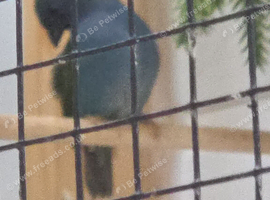 Forbe parrot finches