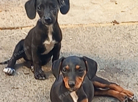 Patterdale cross jack Russel puppy's