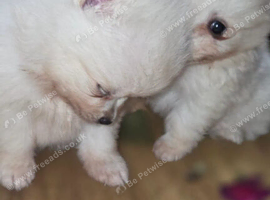 Cream  female pomeranian puppies