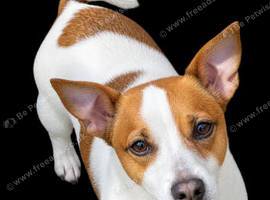 Jack Russell Boy.