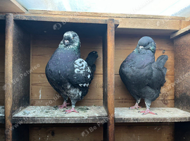 Pair of modenas