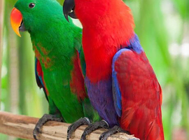 Eclectus Parrot wanted.