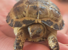 Horsefield tortoise