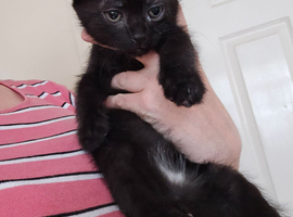 Last one left READY NOW 3 chunky kittens