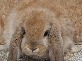 Pure  mini lops ready to leave 6th june