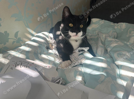 Tuxedo cat